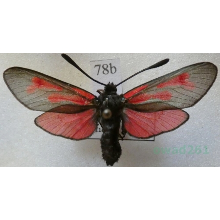 Zygaena minos (Denis & Schiffermüller, 1775) Kraśnik biedrzeniowiec Czech78b